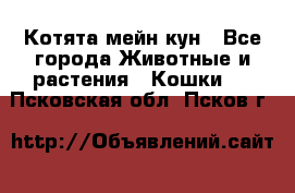 Котята мейн кун - Все города Животные и растения » Кошки   . Псковская обл.,Псков г.